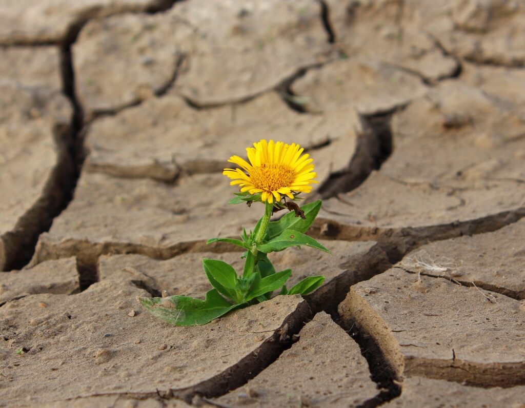 fleur fissure