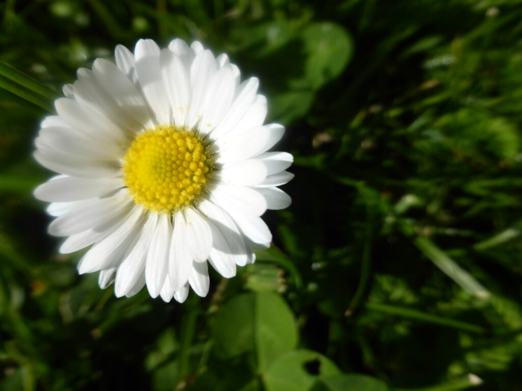 Pasqua di Risurrezione