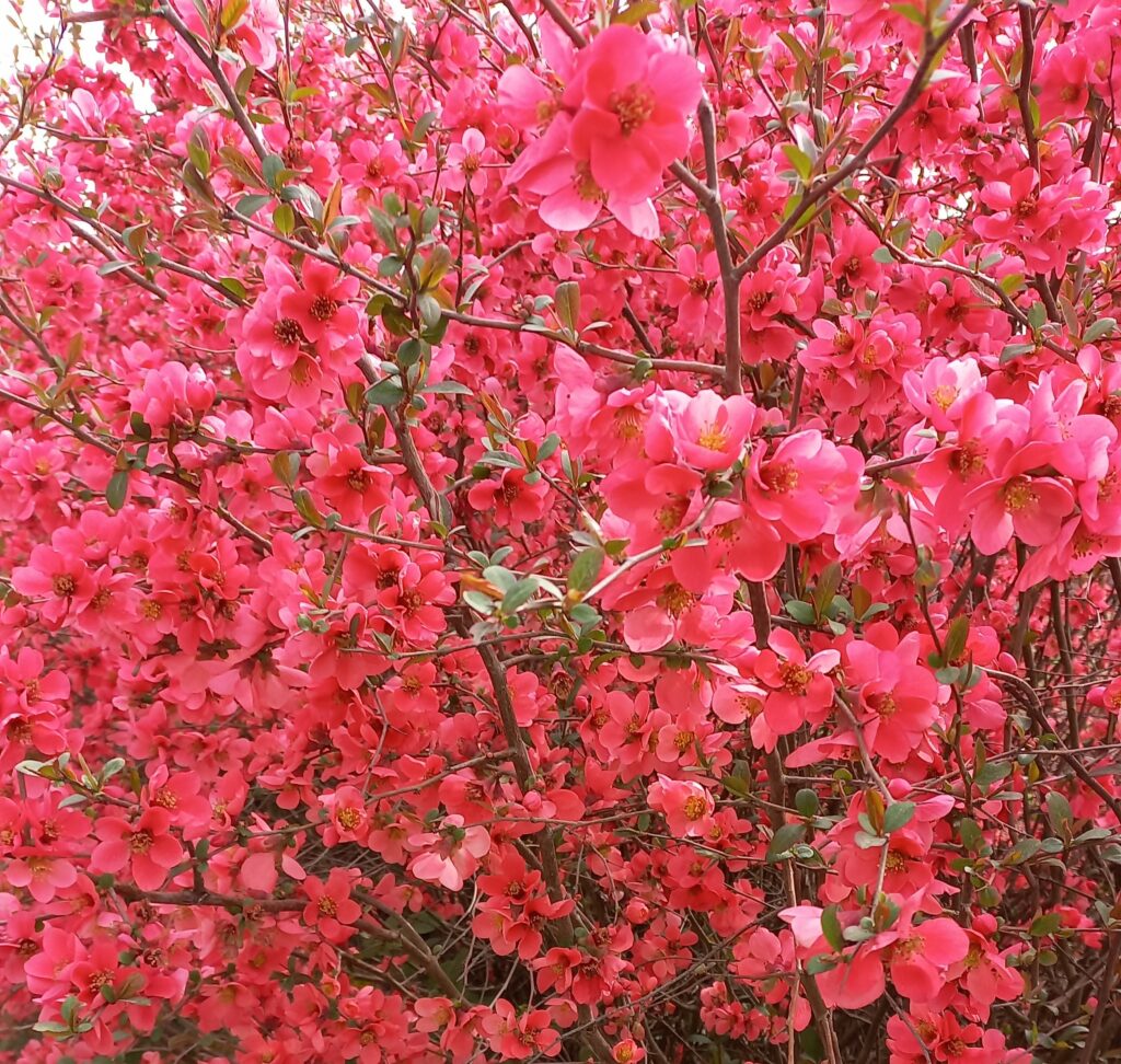 Esercizi pomeridiani in preparazione alla Pasqua 6