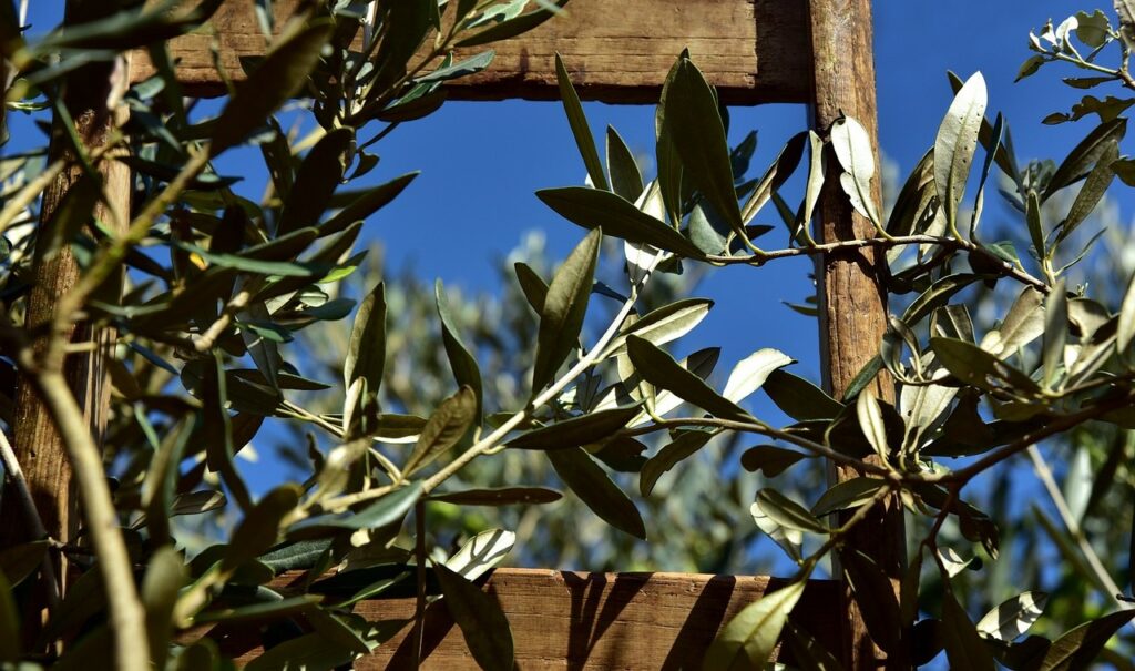 Domenica delle Palme: l'inizio della Settimana Santa