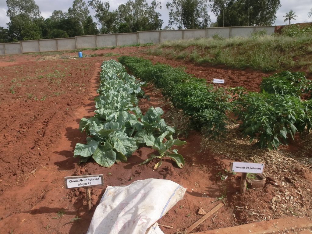 Togo-partage-potager-pandémie
