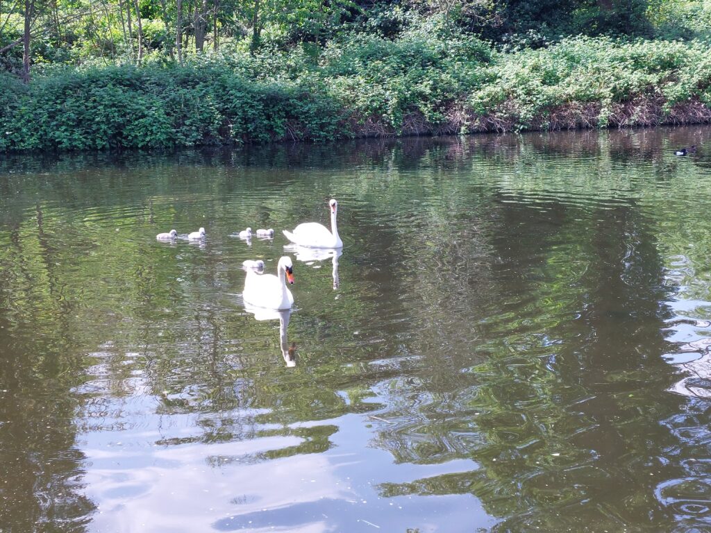 Journée mondiale de l'environnement 2025 1