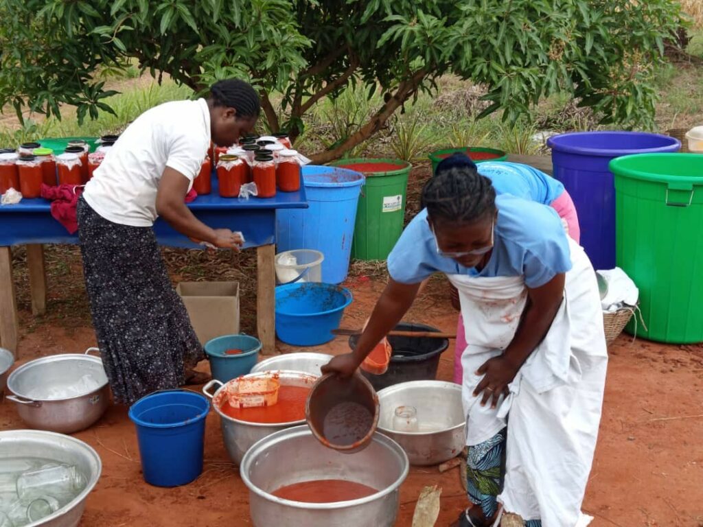 Les tomates du potager à Vogan