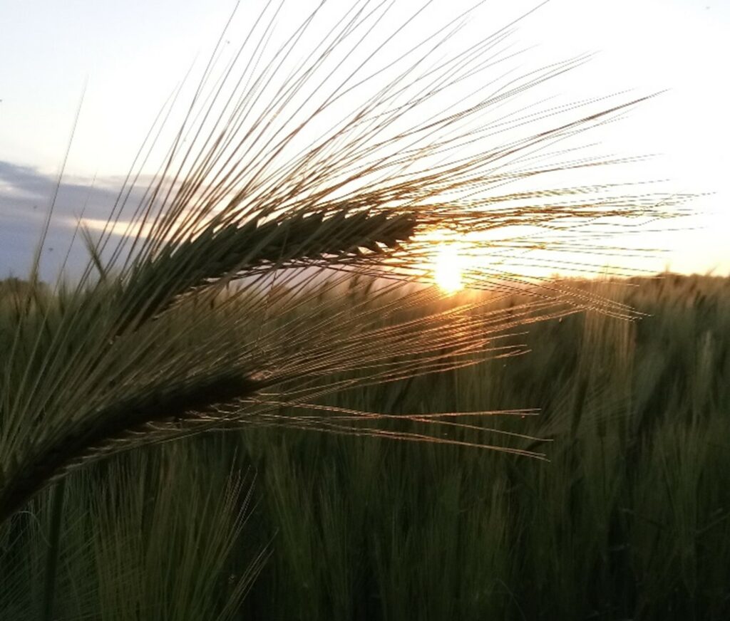 The season of Lent 1